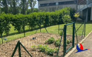 Jardin potager dans le cadre du programme RSE Agaphone Cabourg